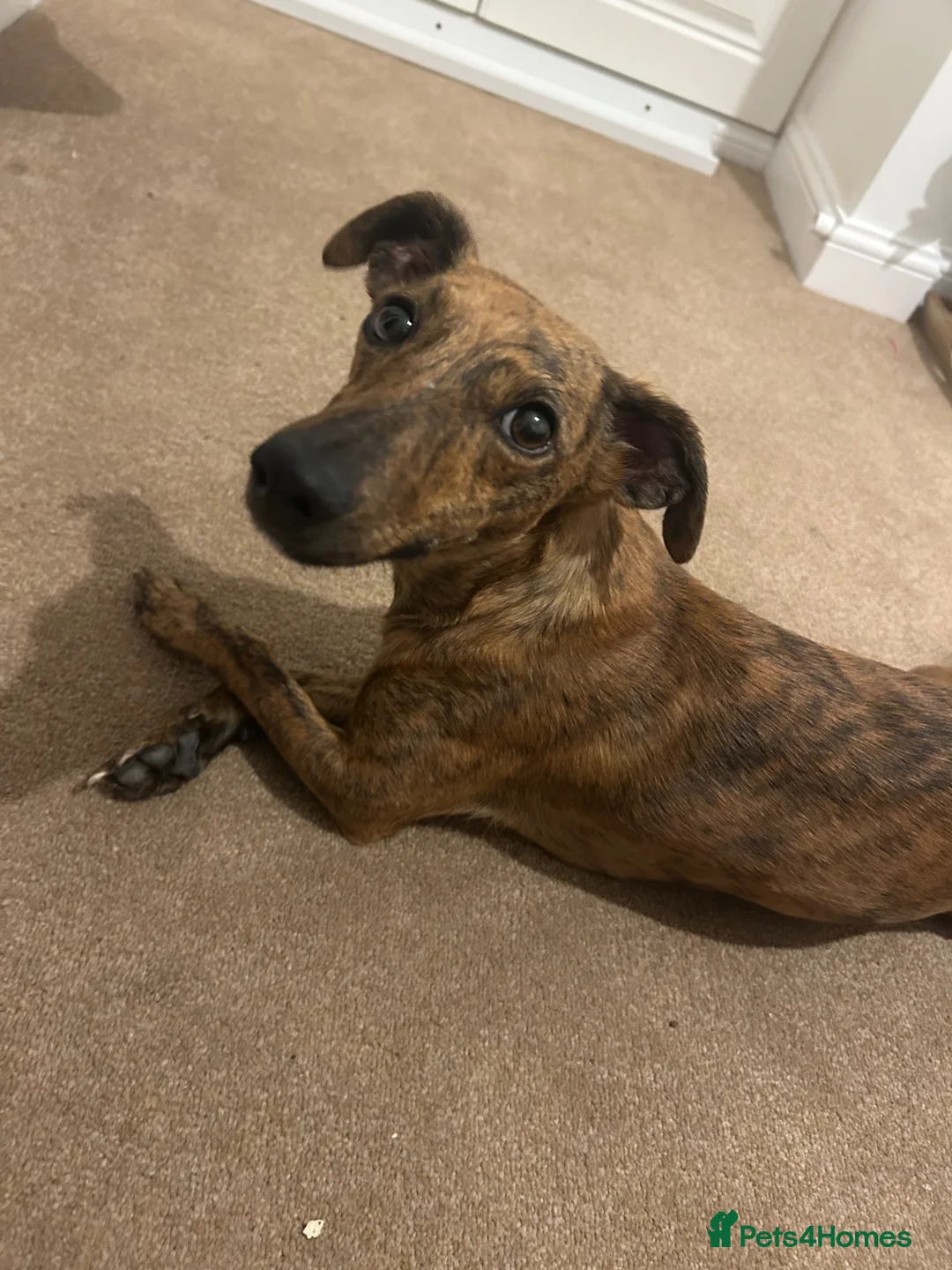 Mixed Breed dogs for sale: Whippet cross Jack Russell  - Advert 2