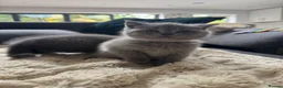 British Shorthair cats for sale: 5 British Shorthair Kittens 🐈‍⬛  - Advert 18