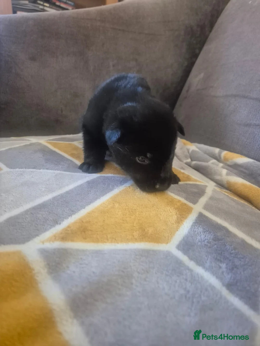 Mixed Breed dogs for sale: READY NOW! Stunning litter of puppies!! - Advert 14