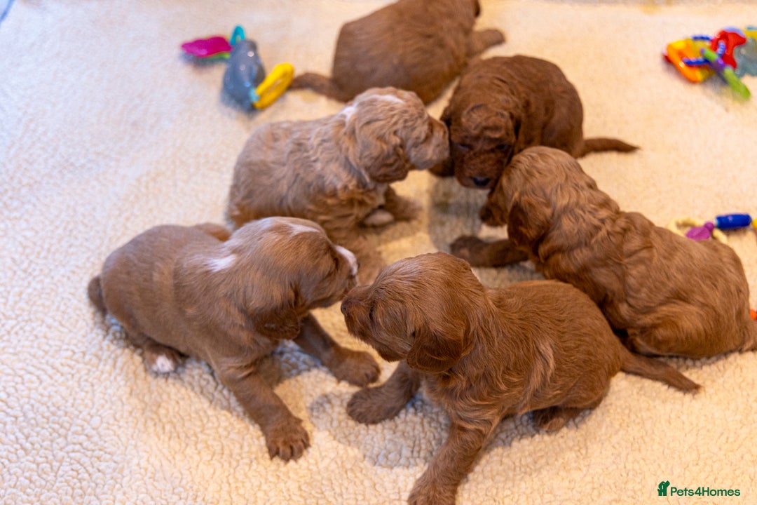 Mixed Breed dogs for sale: Beautiful litter of Australian labradoodles  - Advert 17