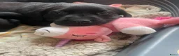 Labrador Retriever dogs for sale: Fox red and black puppies  - Advert 6