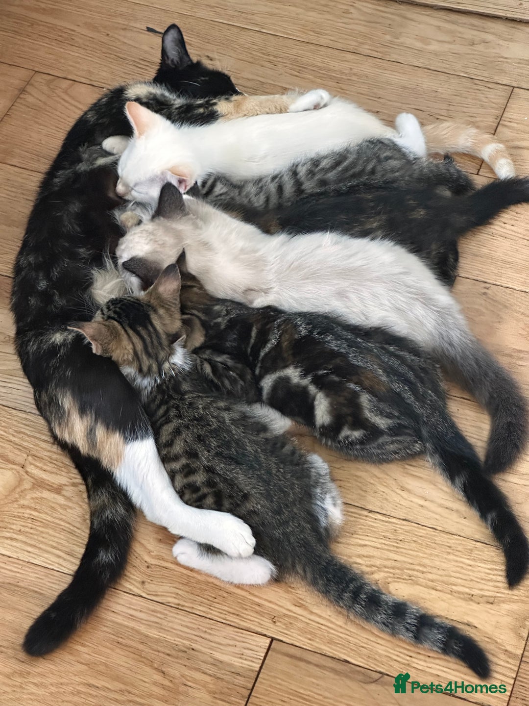 Mixed Breed cats for sale: Beautiful mixed breed kittens  - Image 1