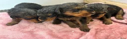 Airedale Terrier dogs for sale: KC REG 5⭐️BREEDER 4💖5💙 - Advert 26