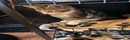 Mixed Breed cats for sale: Kittens for sale  - Advert 5