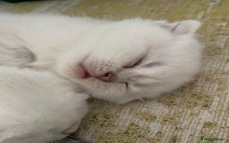 Scottish Fold cats for sale: Scottish Fold Kittens - Image 12