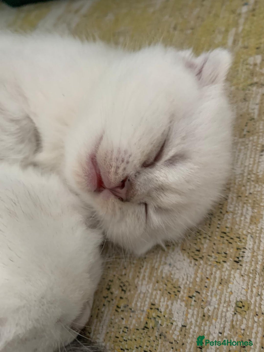 Scottish Fold cats for sale: Scottish Fold Kittens - Image 12