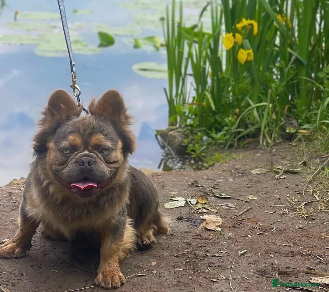 French Bulldog dogs for stud: PAC MAN fluffy  in Manchester - Advert 5