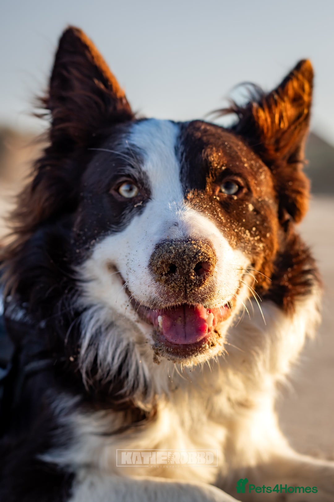 Border Collie dogs for stud: Chase - red & white BC for stud - Image 3