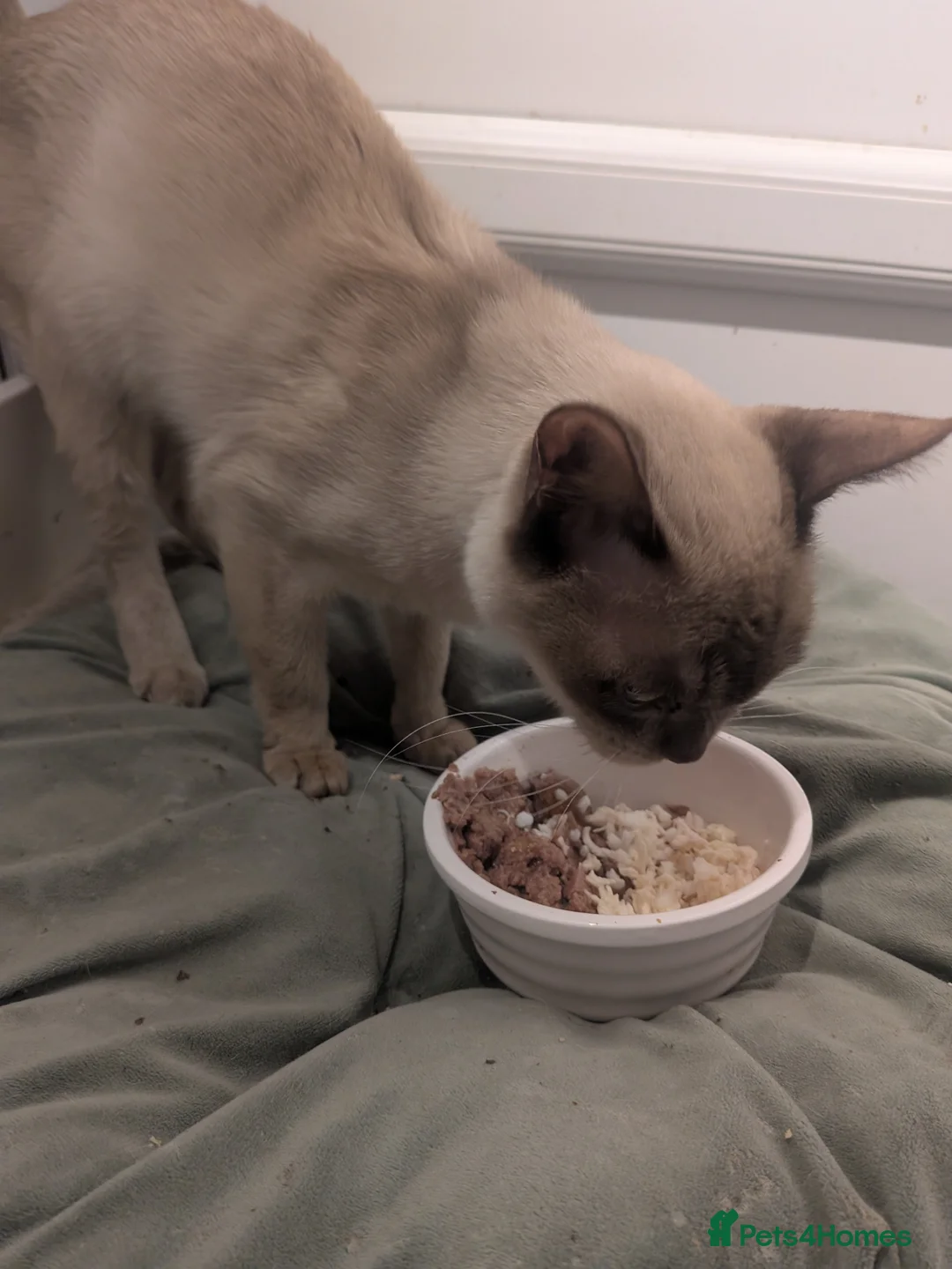 Burmese cats for sale: Chocolate Burmese Female - Advert 2