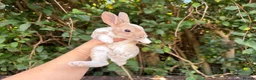 Rex rabbits for sale: 3 x stunning mini rex babies for reserve  - Advert 5
