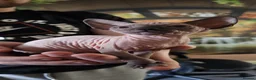 Sphynx cats for sale: Beautifull sphynx kittens for sale. - Advert 7