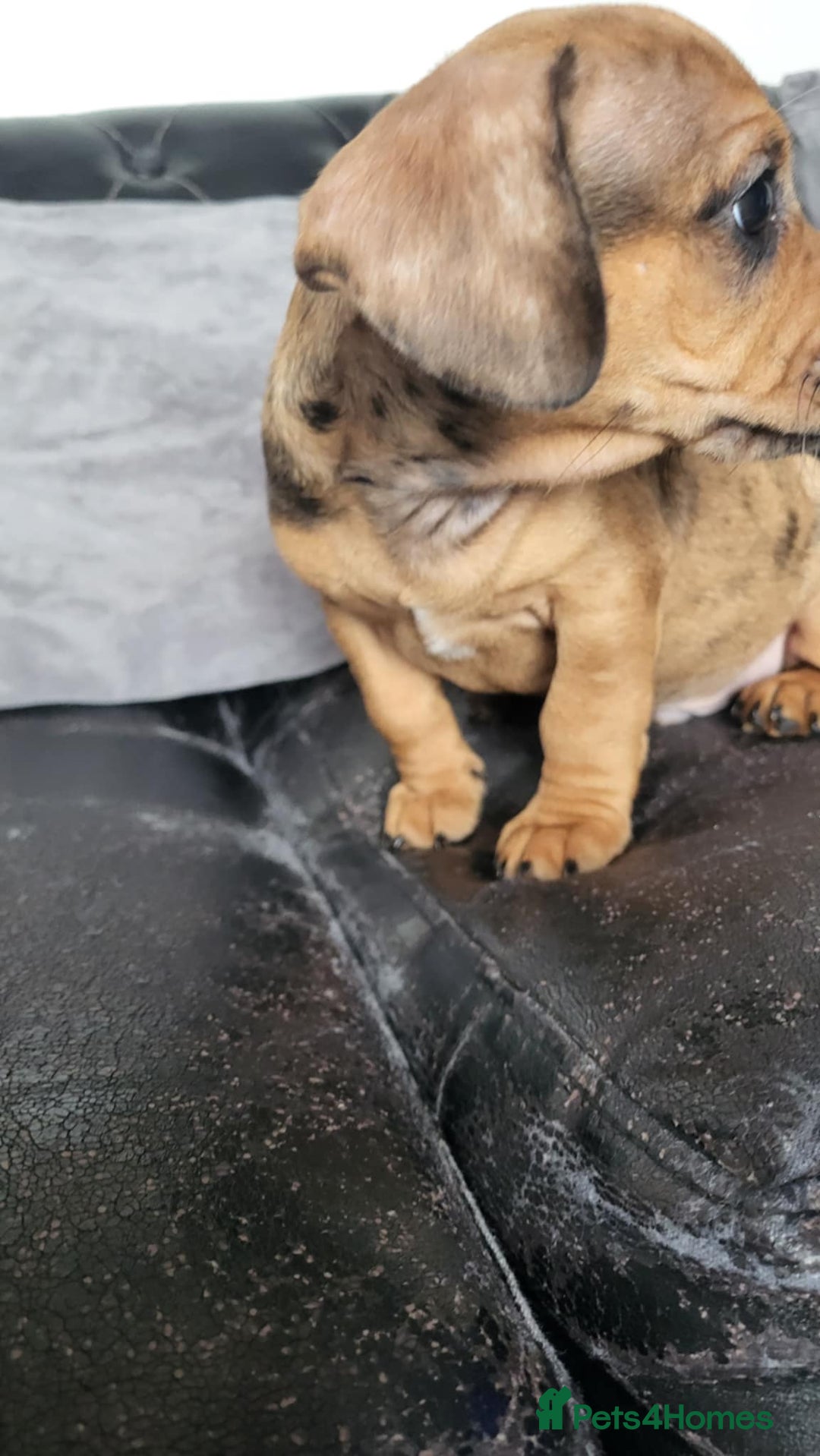 Dachshund dogs for sale: Mini dachshund puppy for sale! - Advert 4