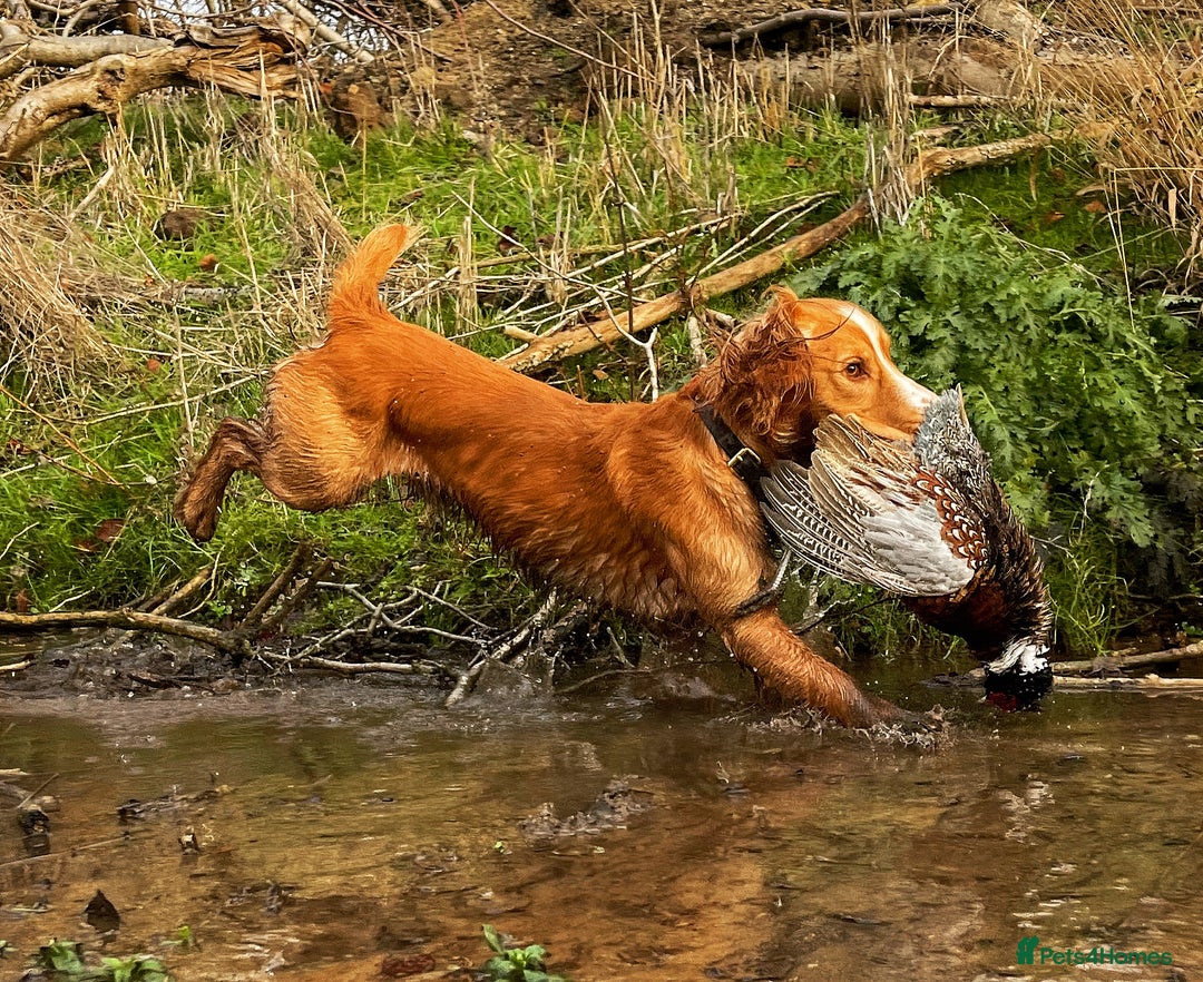 Cocker Spaniel dogs for stud: Working Gun Dog Stud  - Advert 7