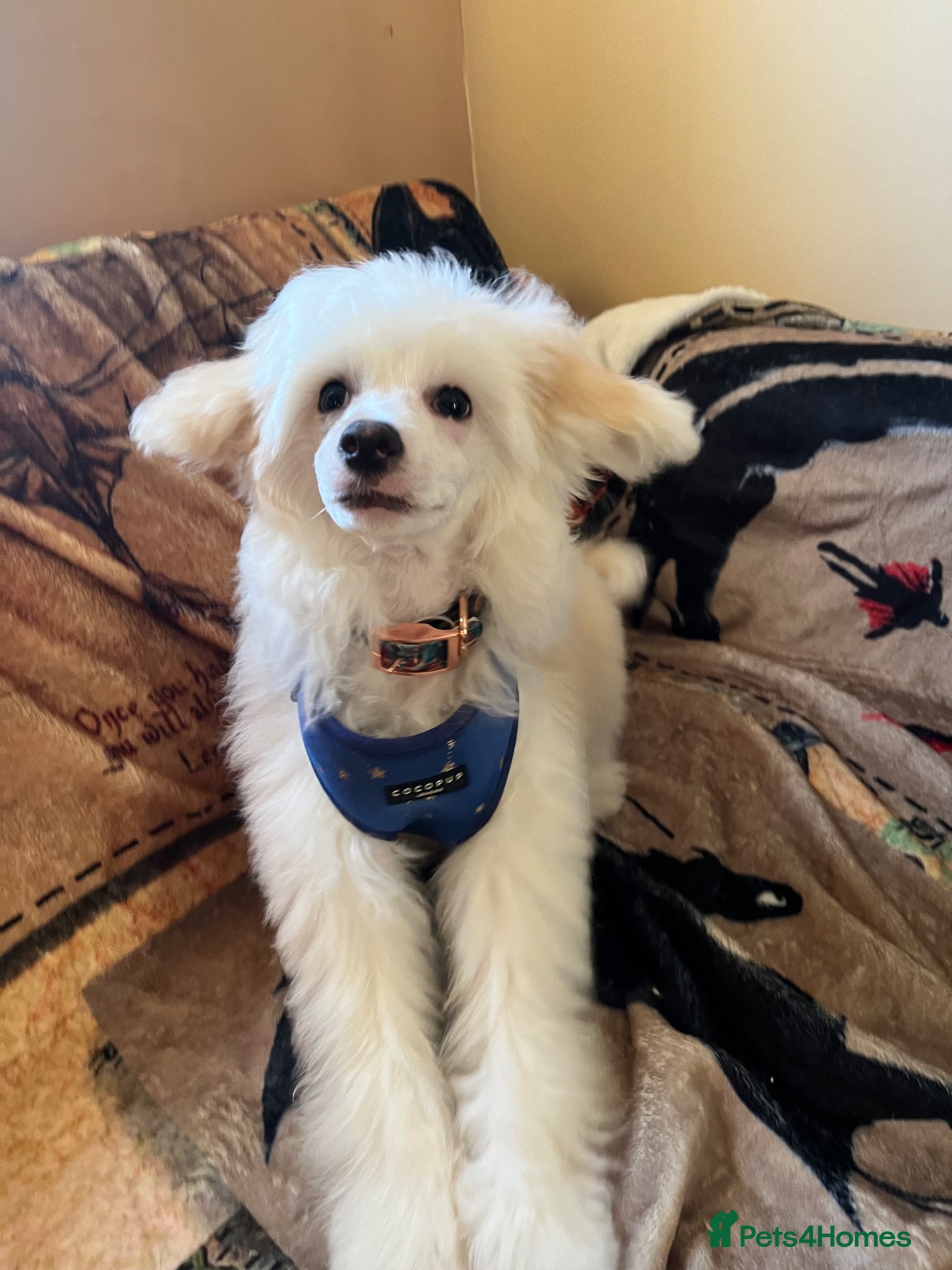 Chinese Crested dogs Chinese Crested Boy - Advert 15