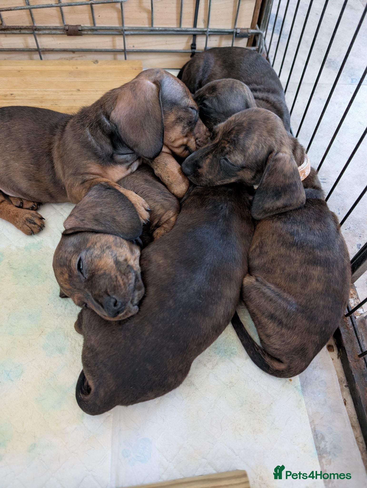 Miniature Dachshund dogs Miniature Dachshund  - Advert 2