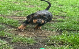 Dachshund dogs for sale: 2 Standard Dachshund Dog Puppies for sale  - Image 3