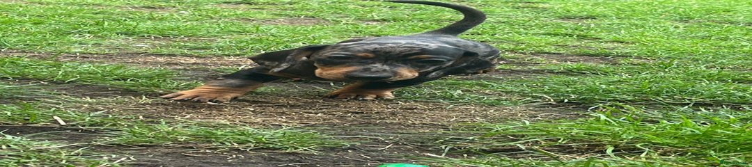 Dachshund Puppy 1