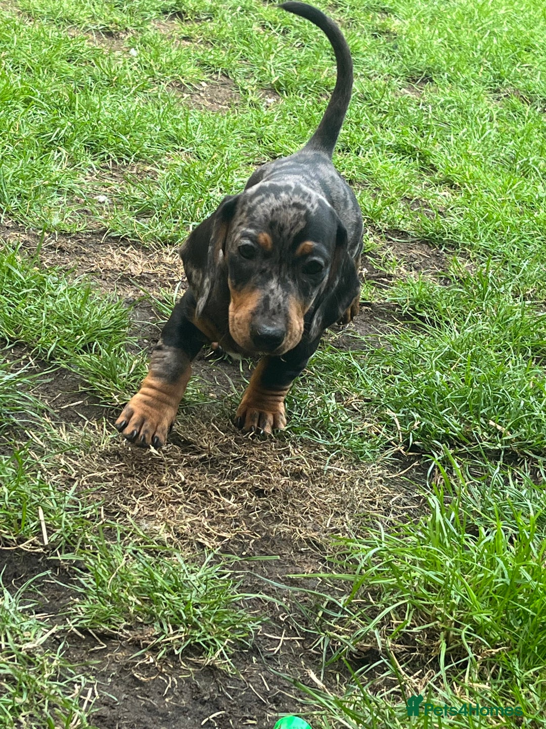 Dachshund dogs for sale: 2 Standard Dachshund Dog Puppies for sale  - Image 3