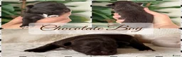 Miniature Schnauzer dogs for sale: Chocolate Wheaten Chocolate Parti Mini Schnauzers - Advert 7