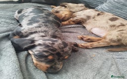 Dachshund dogs for sale: MINIATURE DACHSHUND! - Image 12