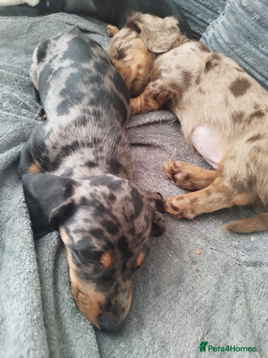 Dachshund dogs for sale: MINIATURE DACHSHUND! - Image 12