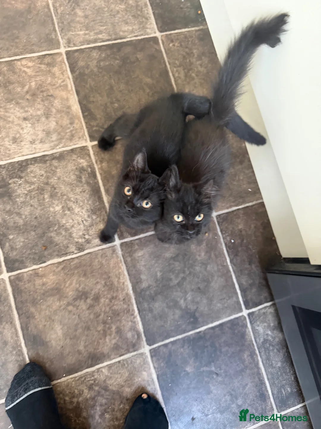 Mixed Breed cats for sale: Beautiful kittens  - Advert 2