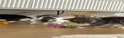 Mixed Breed cats for sale: 😺LOVELY KITTES Available for Collection Today!😺 - Advert 26