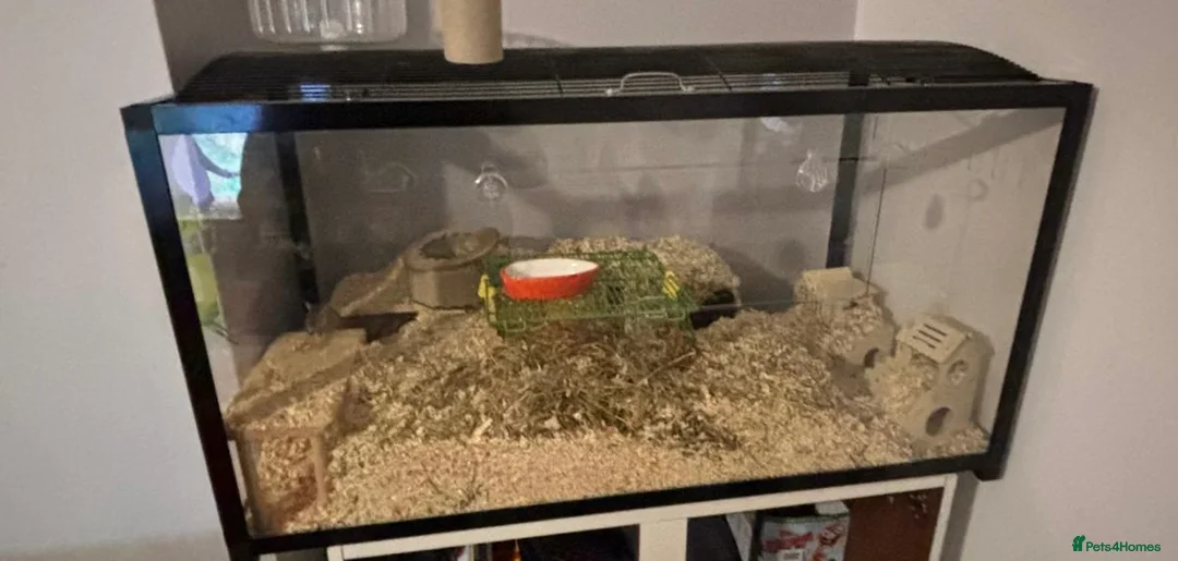 Gerbil rodents for sale: 2 boy gerbils  in Hartlepool - Advert 1