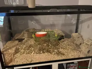 Gerbil rodents 2 boy gerbils - Advert 1