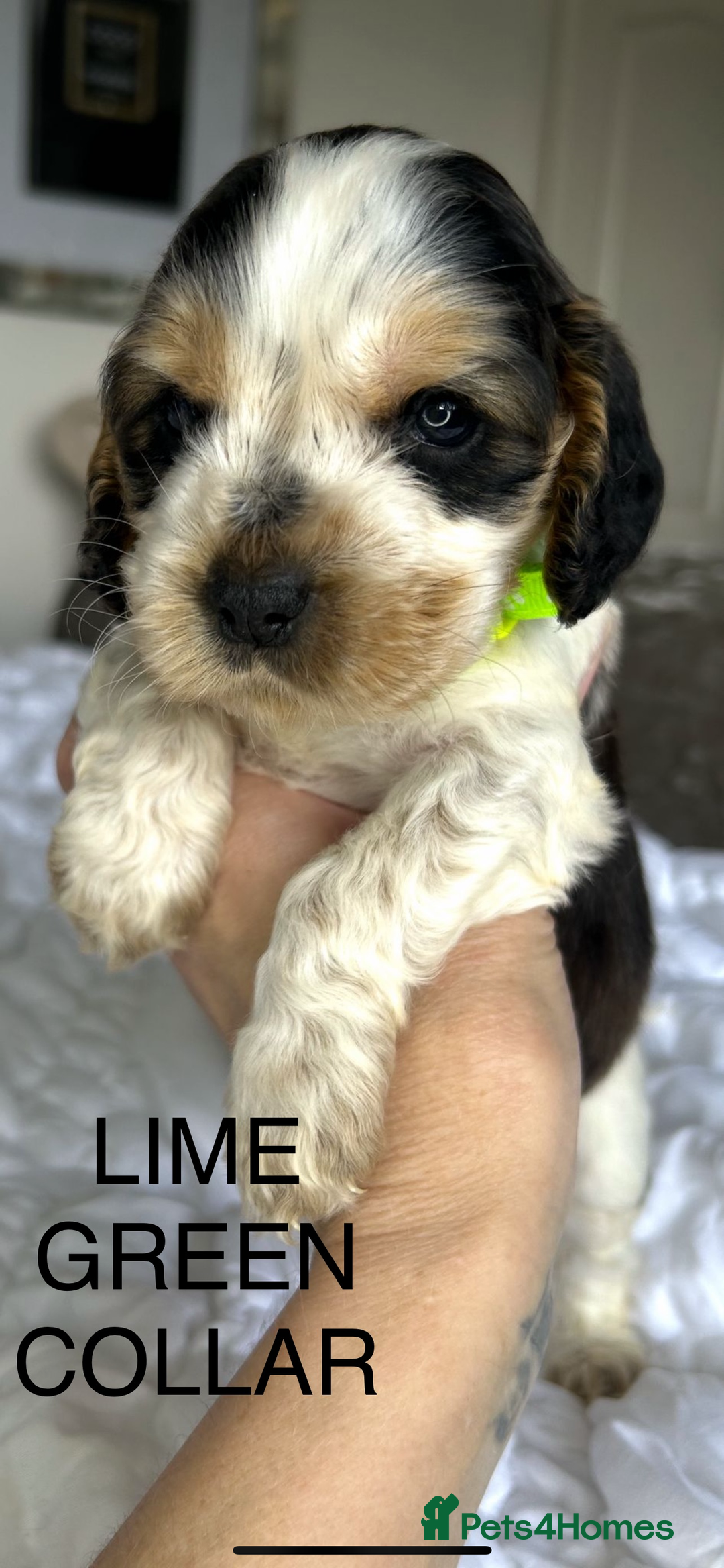 Cocker Spaniel dogs for sale: OUTSTANDING KC REG COCKER SPANIEL PUPPIES  - Image 8