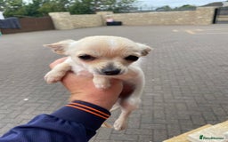 Chihuahua dogs for sale: Chihuahua puppy’s  - Image 4