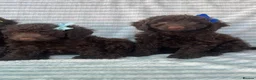 Cockapoo dogs for sale: CHOCOLATE COCKAPOOS GIRLS/BOYS PUPPYS PRA CLEAR - Advert 5