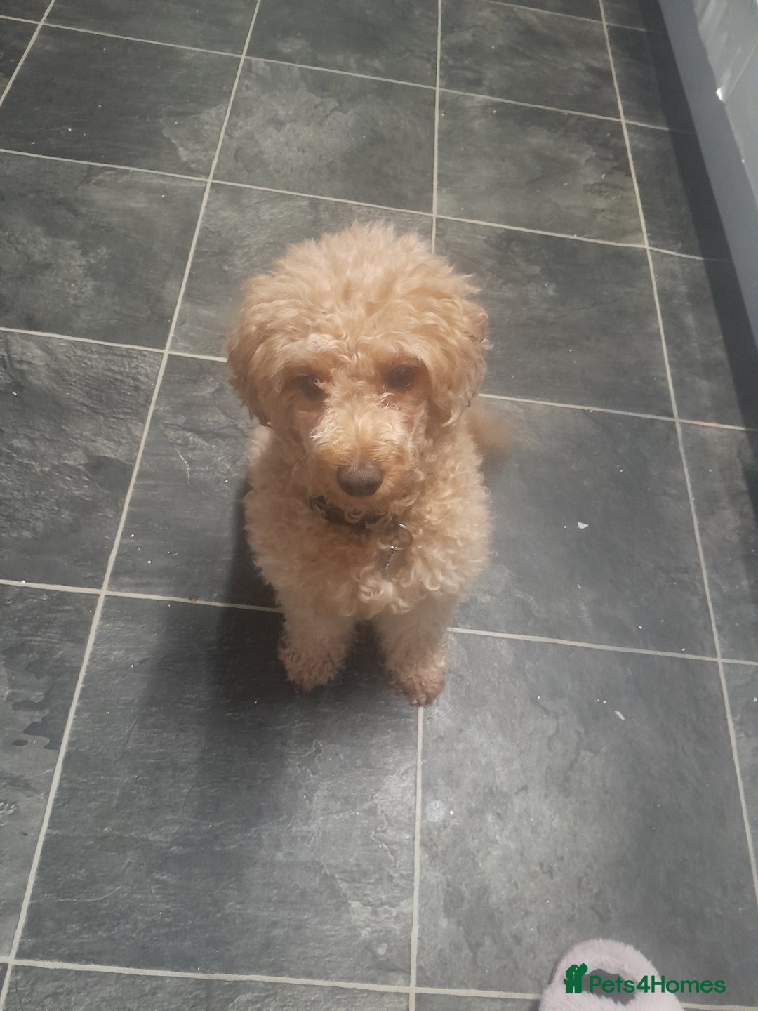 Cockapoo dogs for sale: Cockerpoo boys  - Advert 8