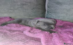 Staffordshire Bull Terrier dogs for sale: Blue Staffie Pups - Image 16
