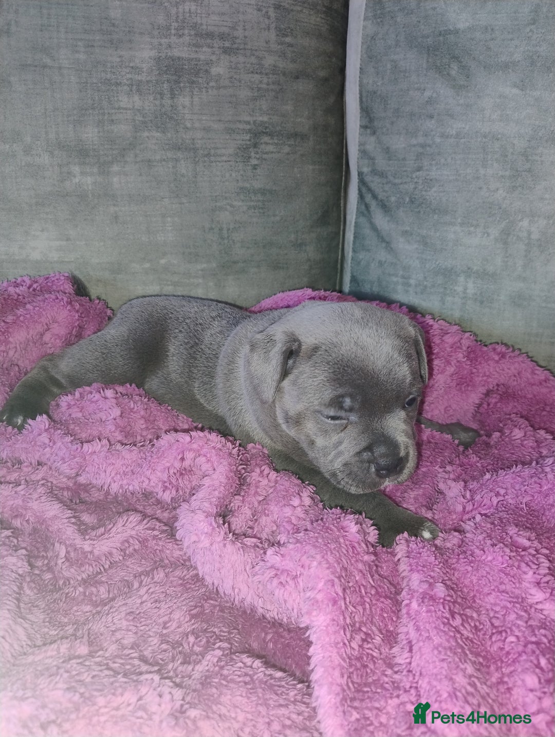 Staffordshire Bull Terrier dogs for sale: Blue Staffie Pups - Image 16