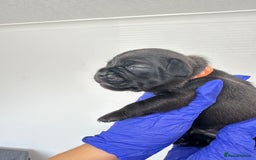 Mixed Breed dogs for sale: 8 Frenchies/cockapoo puppies for sale  - Image 5