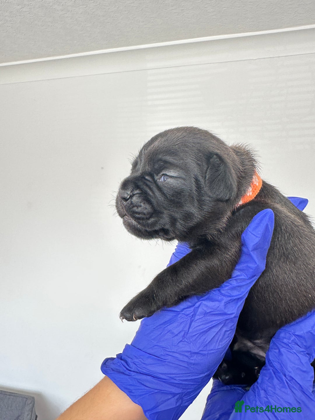 Mixed Breed dogs for sale: 8 Frenchies/cockapoo puppies for sale  - Image 5