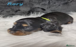 Miniature Dachshund dogs for sale: KC Health tested Licensed breeder 12 years exp - Image 17