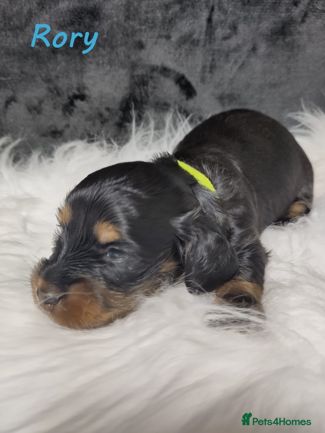 Miniature Dachshund dogs for sale: KC Health tested Licensed breeder 12 years exp - Image 17