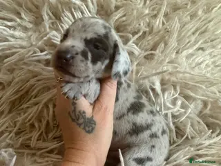 Miniature Dachshund dogs Perfect Tiny miniature dachshunds - Advert 17