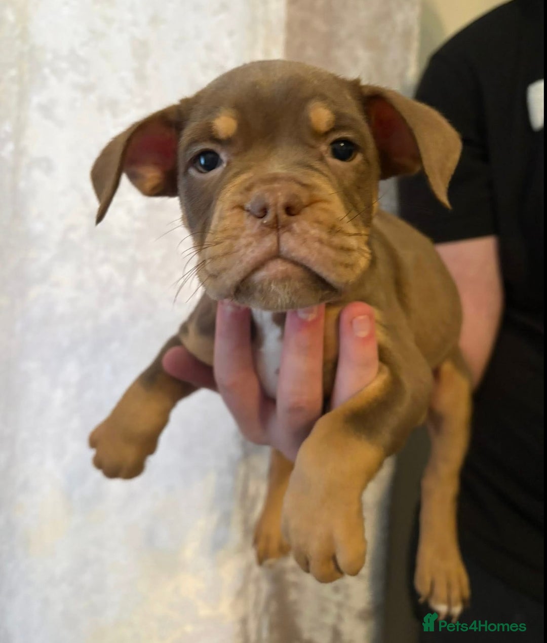 Olde English Bulldogge dogs for sale: Olde English bulldog puppies  - Advert 4
