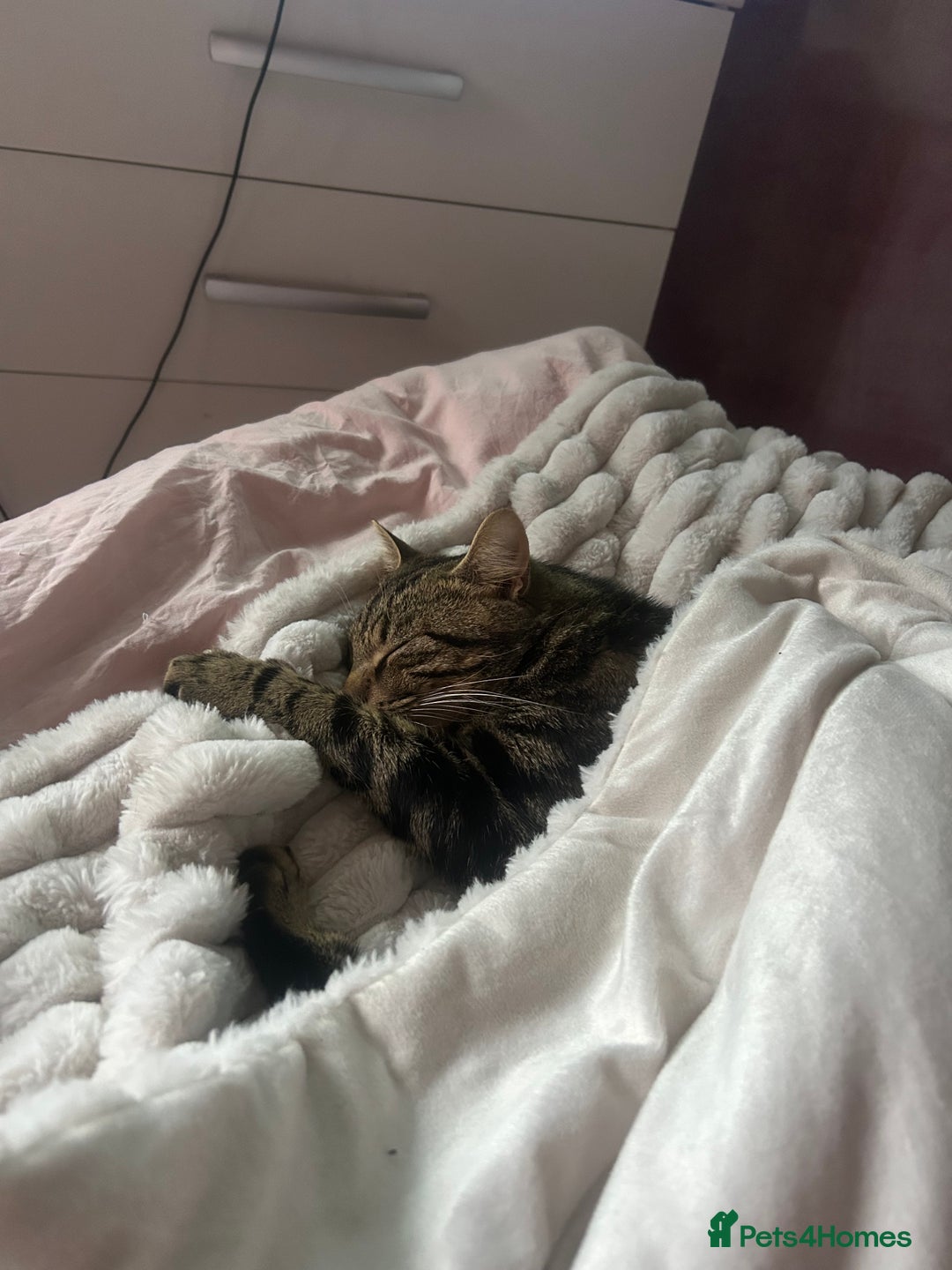 Mixed Breed cats for sale: This is mittens - Advert 2