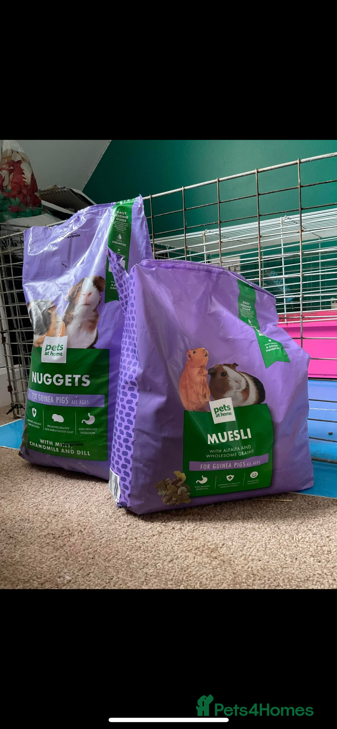 Guinea Pig rodents for sale: Two male guinea pigs - Advert 3