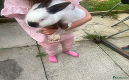 Mixed Breed rabbits for sale: American rabbit - Image 1