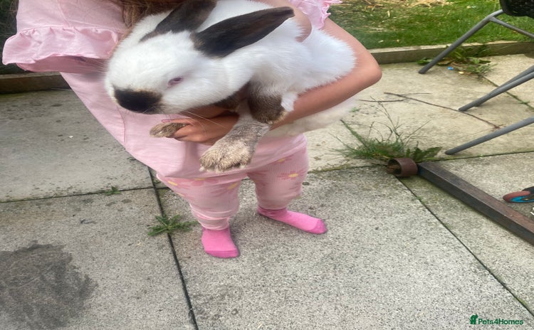 Mixed Breed rabbits - Advert 2