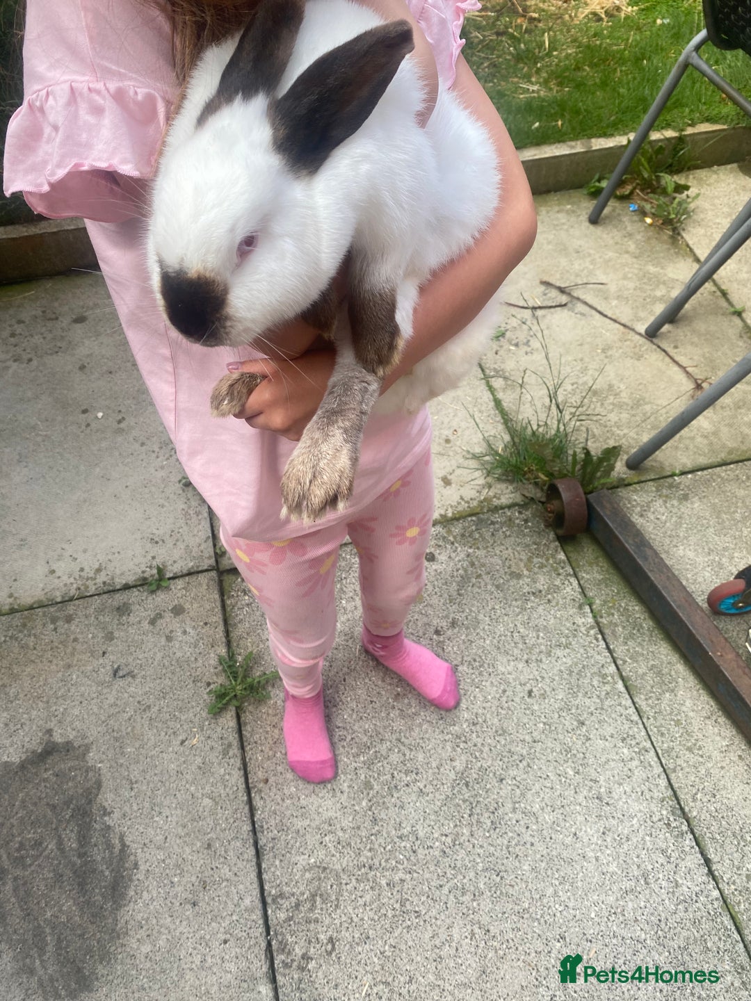 Mixed Breed rabbits for sale: American rabbit - Image 1