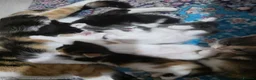 Mixed Breed cats for sale: Adorable Mixed Kittens Ready for Loving Homes - Advert 19