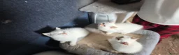 British Shorthair cats for sale: Beautiful British Shorthair girls available   in Basildon - Advert 27