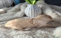 Toy Poodle dogs for sale: Toy poodles (5 girls and 2 boys) - Image 29