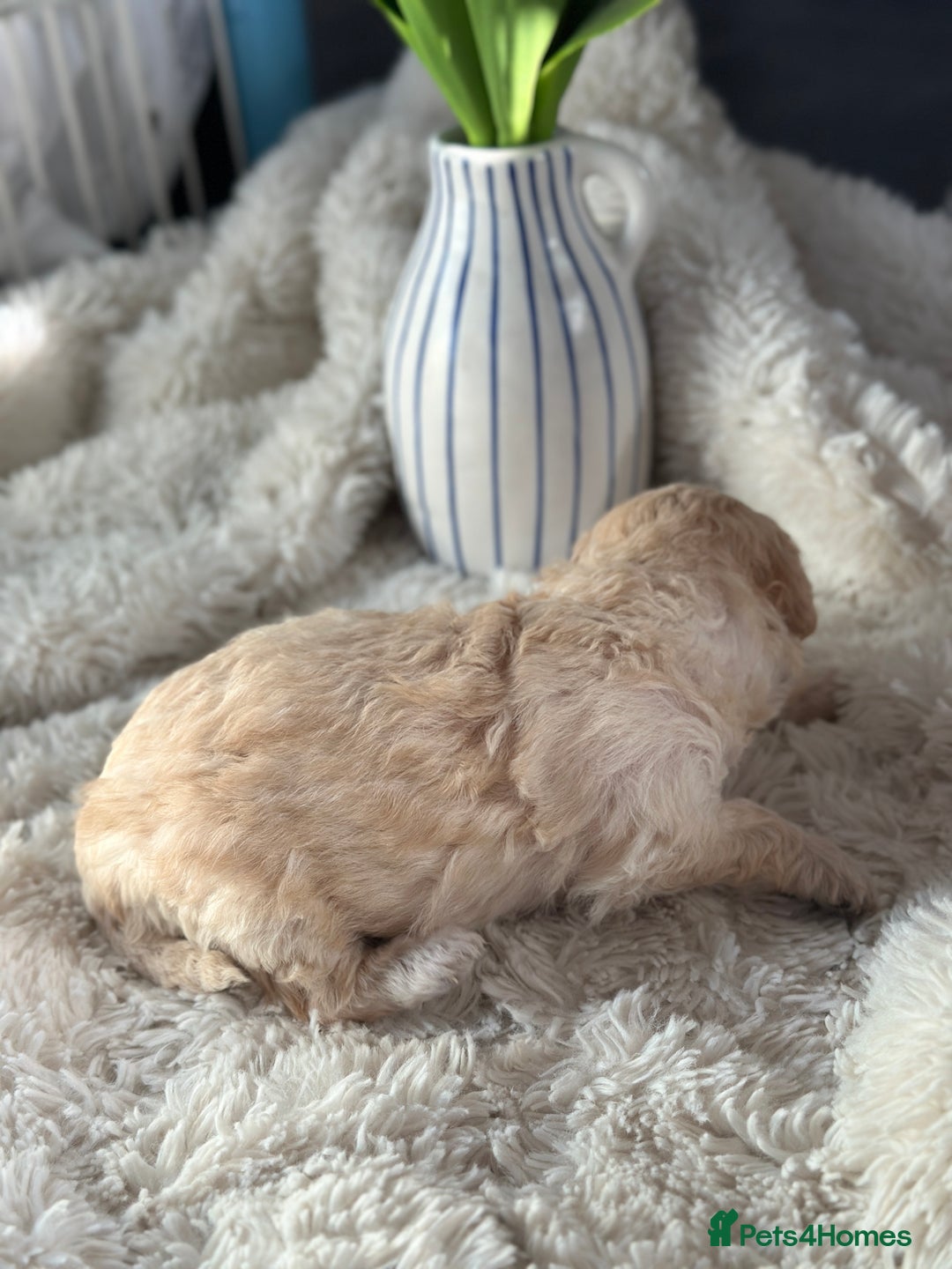 Toy Poodle dogs for sale: Toy poodles (5 girls and 2 boys) - Image 29